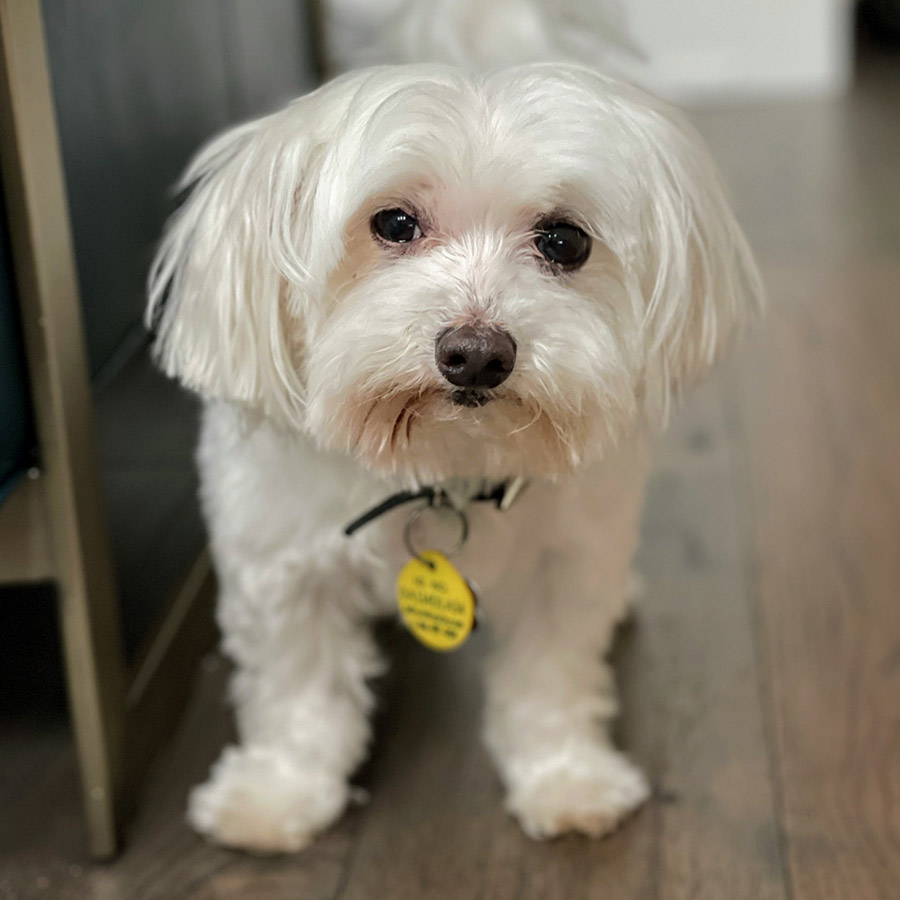 Charlie Dog