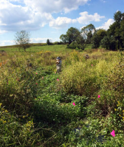 Hertz Fellow Laurel Larsen Making Waves in Restoring Florida’s Everglades