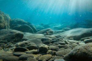 Uncovering a Deep Sea Microbial World