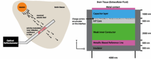 Recording the Brain with Light: Hertz Fellows Pursue Novel Approach to Neural Mapping