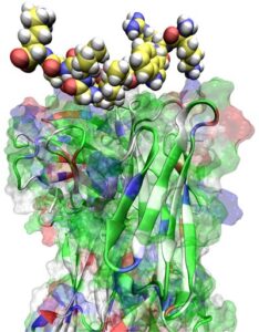 Hertz Fellow Jeff Weber, IBM Researcher, Wins Hertz Thesis Prize for Work on Protein Dynamics